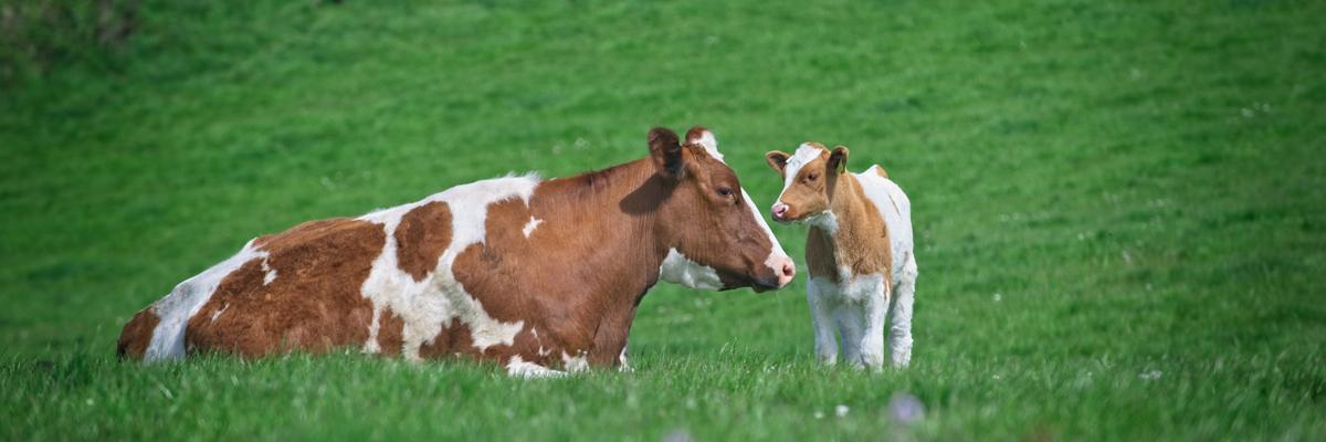 cow and calf
