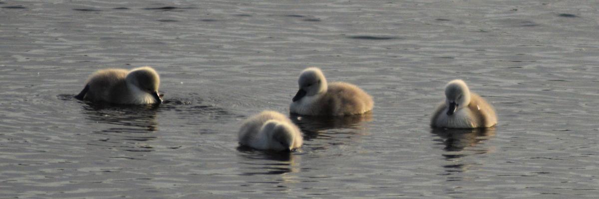 Cygnets at Rainton Farm